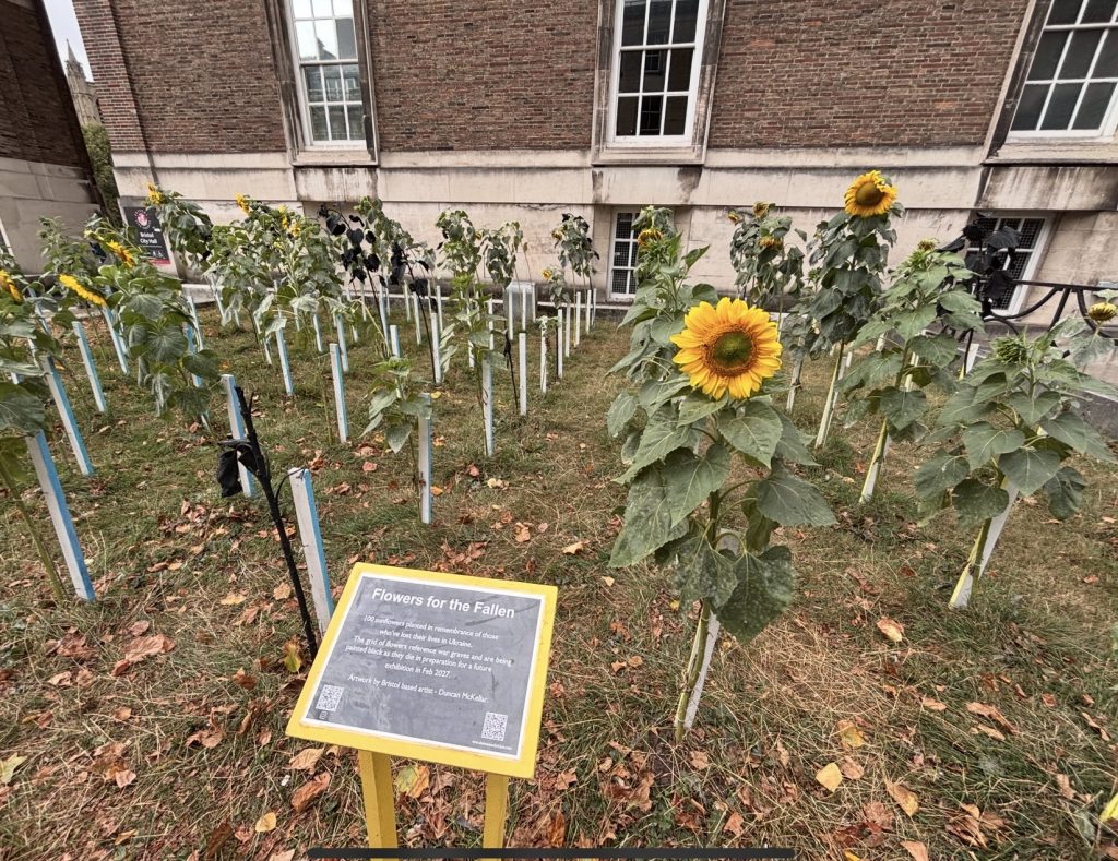 Flowers For The Fallen. An art installation featuring 100 sunflowers to represent those lost in Ukraine.