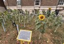 Flowers For The Fallen. An art installation featuring 100 sunflowers to represent those lost in Ukraine.