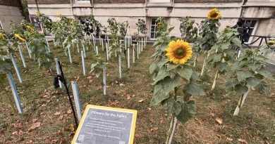 Flowers For The Fallen. An art installation featuring 100 sunflowers to represent those lost in Ukraine.
