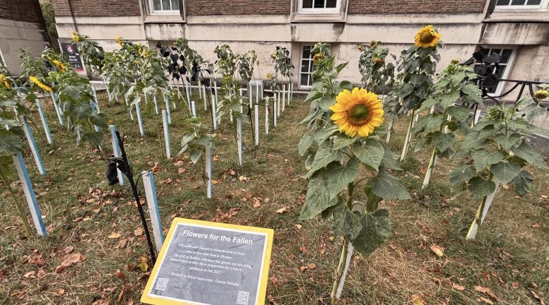 Flowers For The Fallen. An art installation featuring 100 sunflowers to represent those lost in Ukraine.